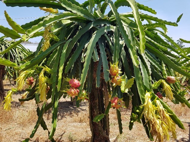 Planta de pitahaya con frutos maduros