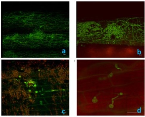 Correlaciones de aislamientos de fusarium y contenido de beauvericina