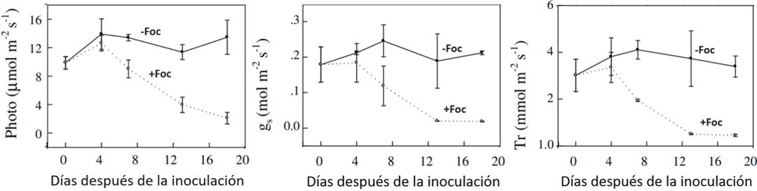 Efecto de fusarium raza 4 sobre la fisiología de banano