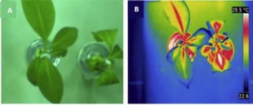 Plantas de banano con diferencia térmico por infección de fusarium raza 4