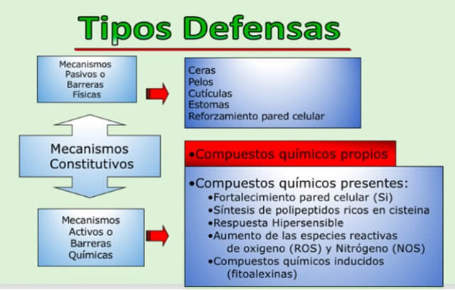 Tipos de defensas 