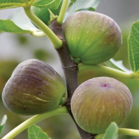 Frutos de higo en la planta. 