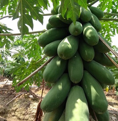 Planta de papaya en plena fructificación