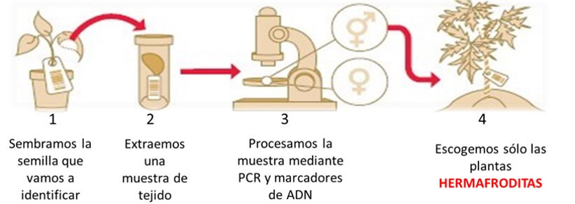 Proceso de sexado precoz.