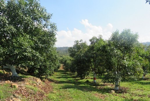 Huerto de aguacate de alta densidad