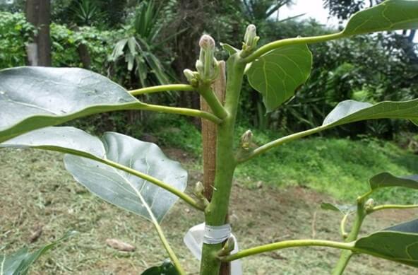 Ápice de planta joven de aguacate.