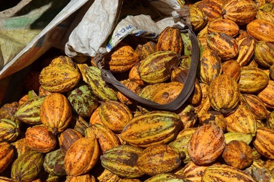 Mazorcas de cacao 