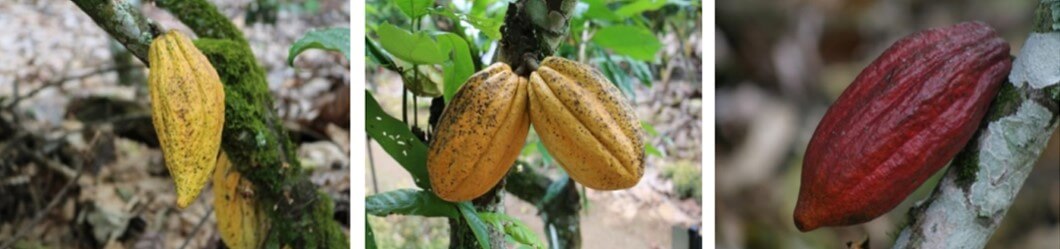 Cultivares de cacao