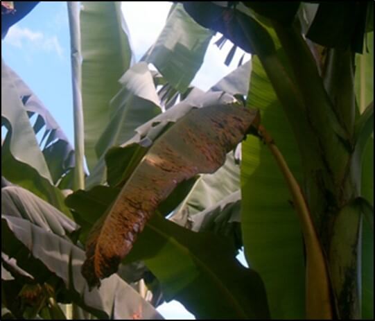 Daño en hojas por Sigatoka negra 