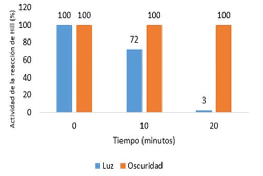 Efecto de la incubación de juglone 