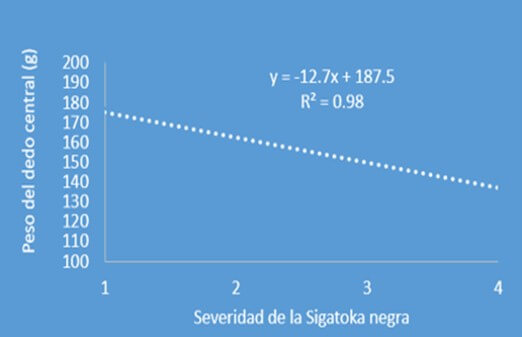 Efecto de severidad de la Sigatoka