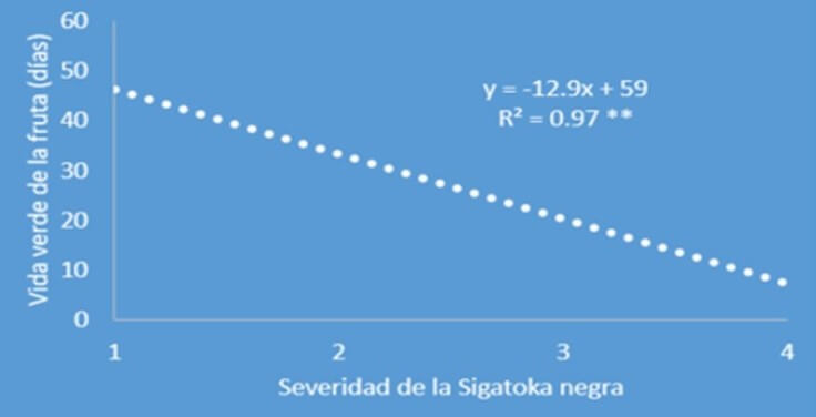 Severidad de la Sigatoka negra en la vida verde del banano 