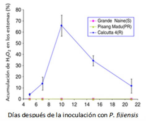 Acumulación de peróxido de hidrogeno en los estomas de banano  