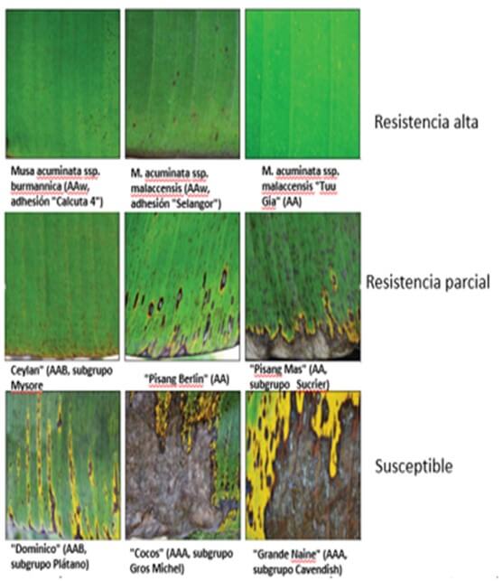 Ejemplo de los tres tipos de reacción de Musa a Pseudocercospora