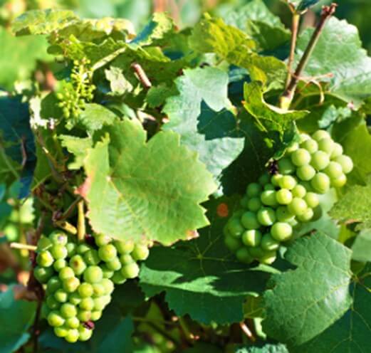 Los compuestos fenólicos en la uva están condicionados por la temperatura y la luz. 
