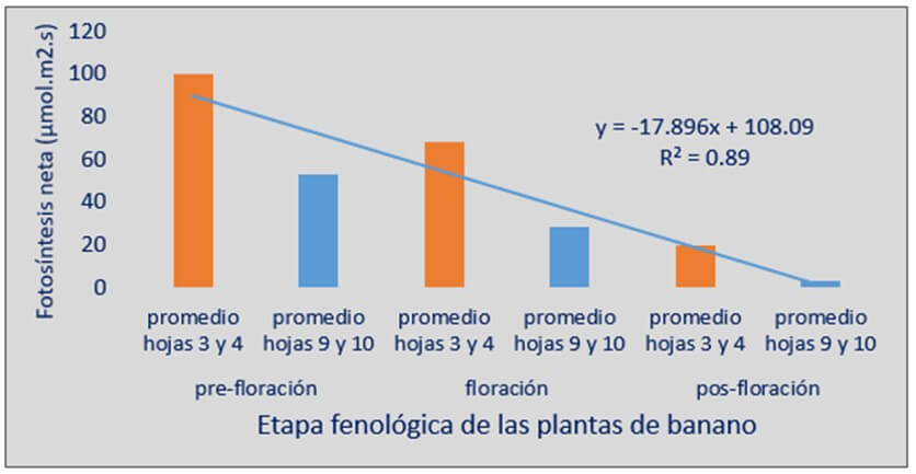 Tasa de fotosíntesis en las hojas de banano