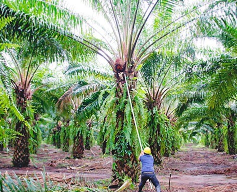 Cosecha de racimos de fruta de la palma africana