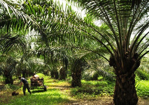 Recolección de frutos en huerto de palma de aceite
