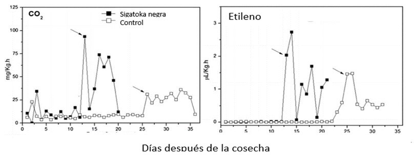 Tasa de respiración y de producción de etileno 