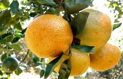 Frutos maduros de naranja antes de ser cosechados