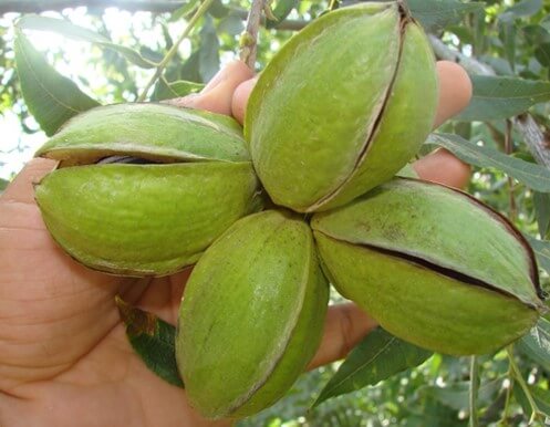 Frutos de nogal pecanero en etapa de apertura del ruezno