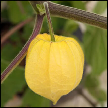 Fruto de Uchuva 