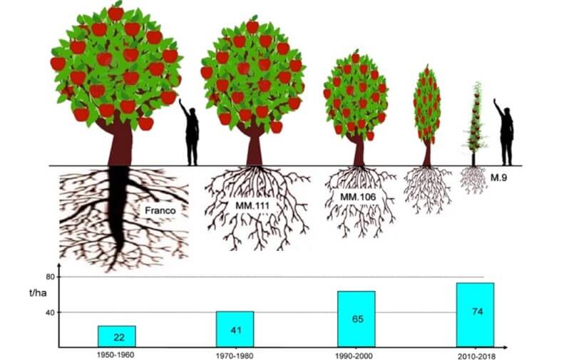 Reducción progresiva de la copa del árbol de manzana