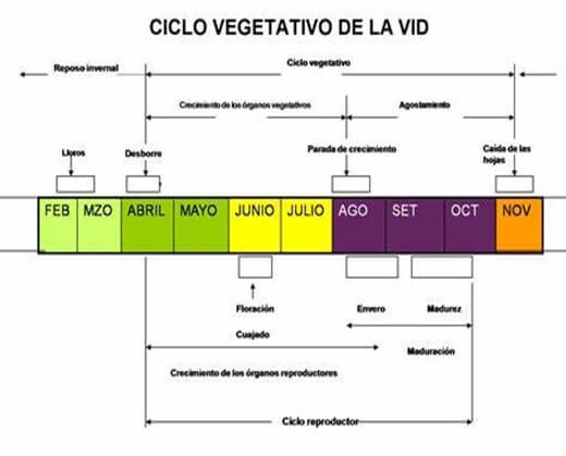 Ciclo bi-anual de la planta de vid