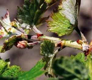 Hojas expandidas e inflorescencias visibles