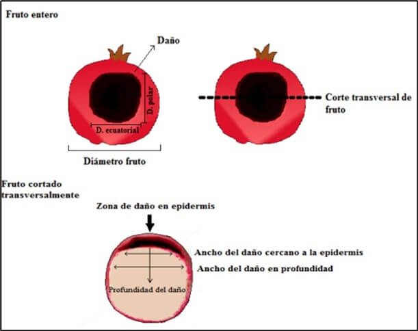 Medición del daño por golpe de sol