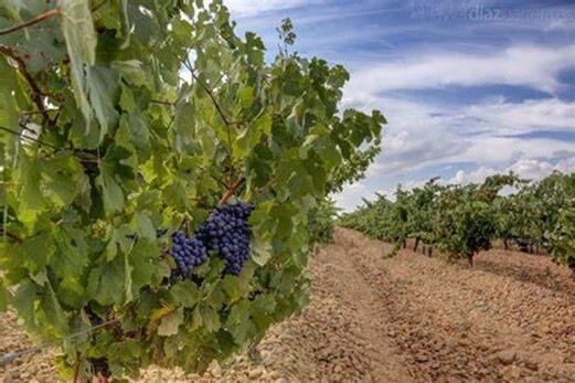 Vitis Vinifera