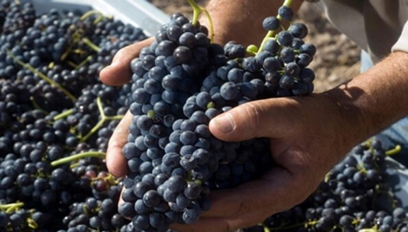 Calidad de la uva en fruta