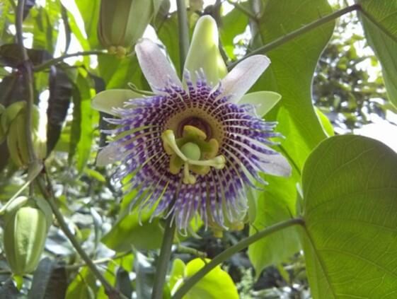 Flor de granadilla