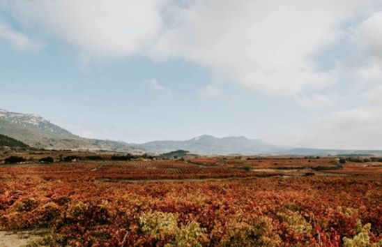 Viñedos de La Rioja, España