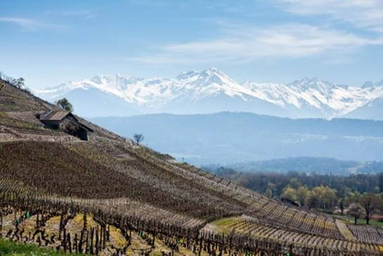 Viñedos de altura en Francia