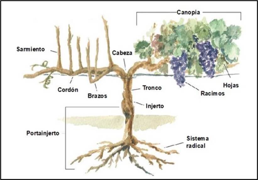 Morfología de la planta de vid