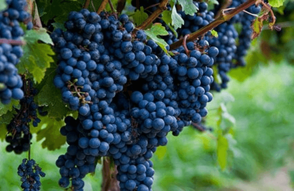 Frutos de uva Cabernet Sauvignon 