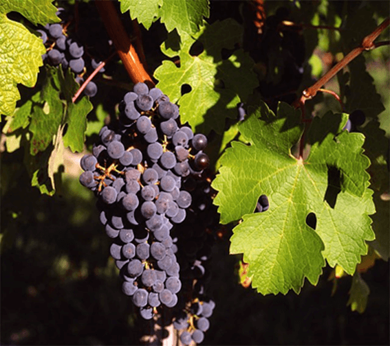 Uva variedad Cabernet Sauvignon