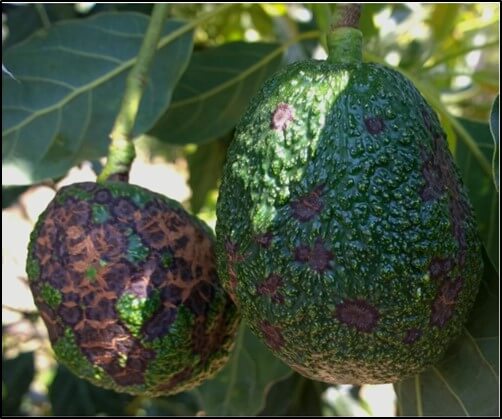 Daño por Sphaceloma perseae en el fruto.