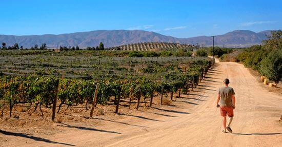 Debido a la alta producción de vinos en esta zona, su precio tiende a disminuir.