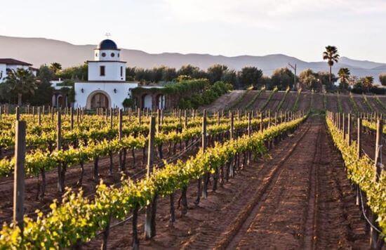 Baja California se ha convertido en el estado productor de grandes vinos mexicanos. 