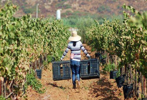 Tiempo de cosecha en el valle de Guadalupe, B.C. Méx.