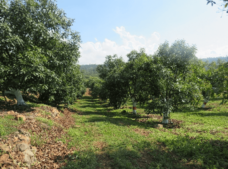 Huerta con producción de aguacate