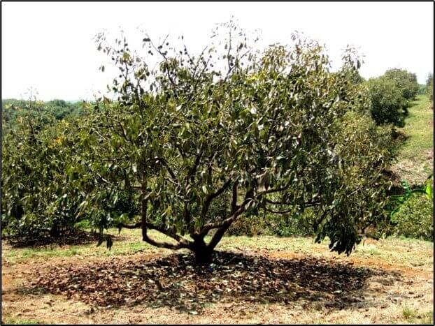 Defoliación descendente causada por Phytophthora cinnamomi.