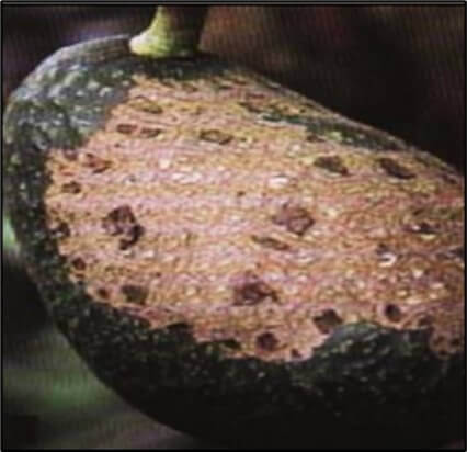 Fruto de aguacate dañado por Sphaceloma perseae.