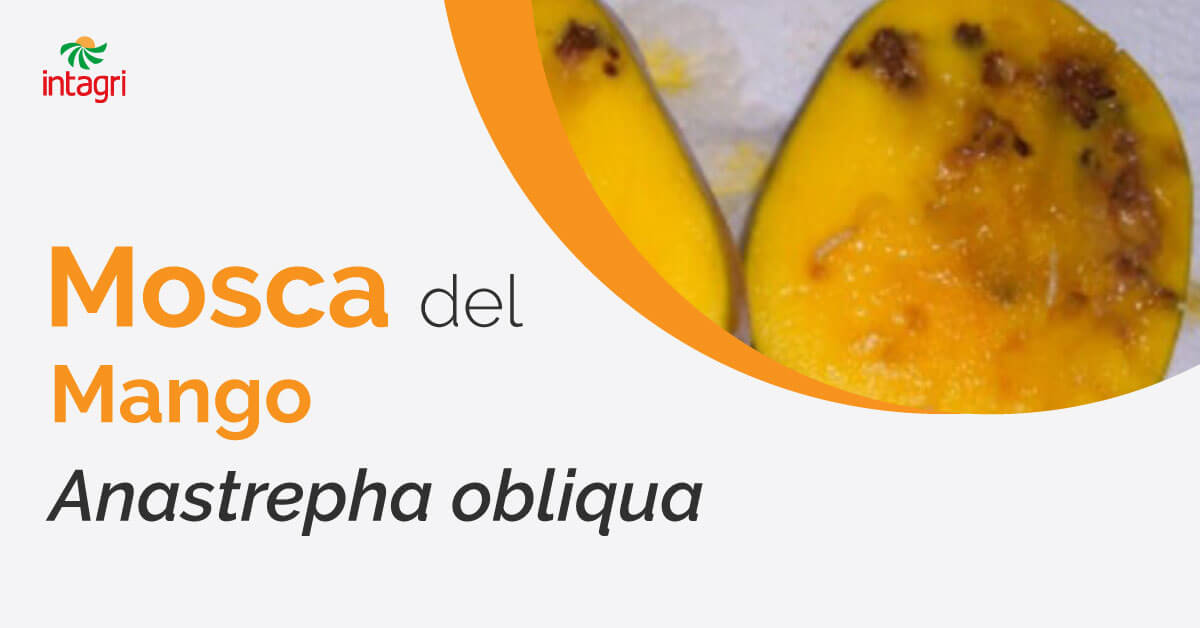 Mosca del Mango (Anastrepha obliqua) Intagri S.C.