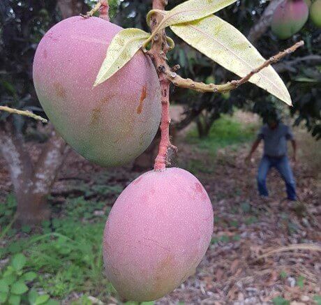 Uso de reguladores en mango