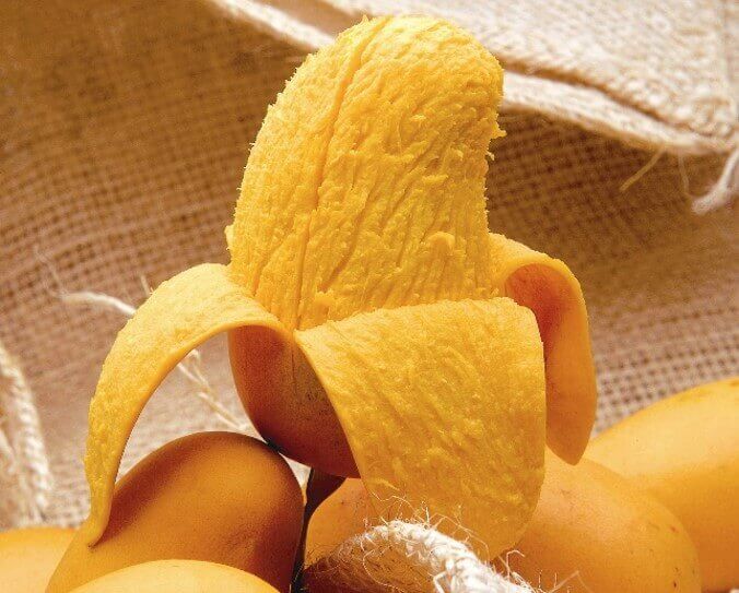 uso de etileno para la maduración del mango
