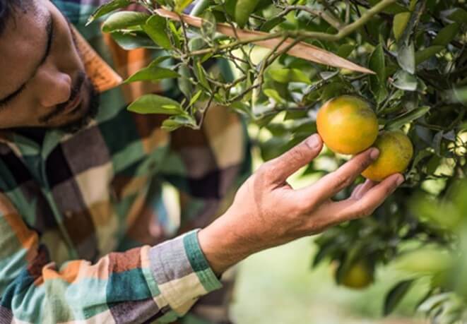 Medidas preventivas para el control del Moho verde 