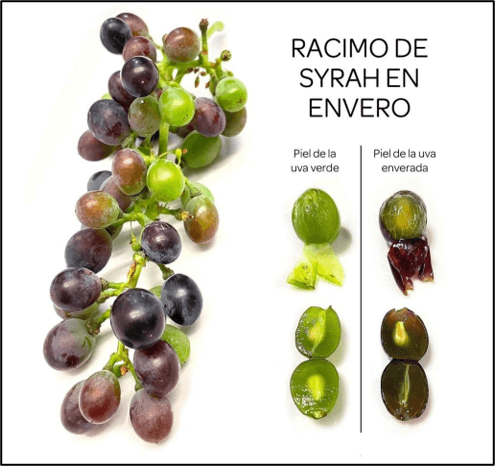 Racimo de Syrah en envero